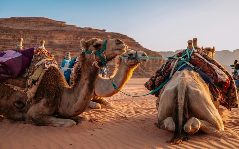 Camellos Jordania