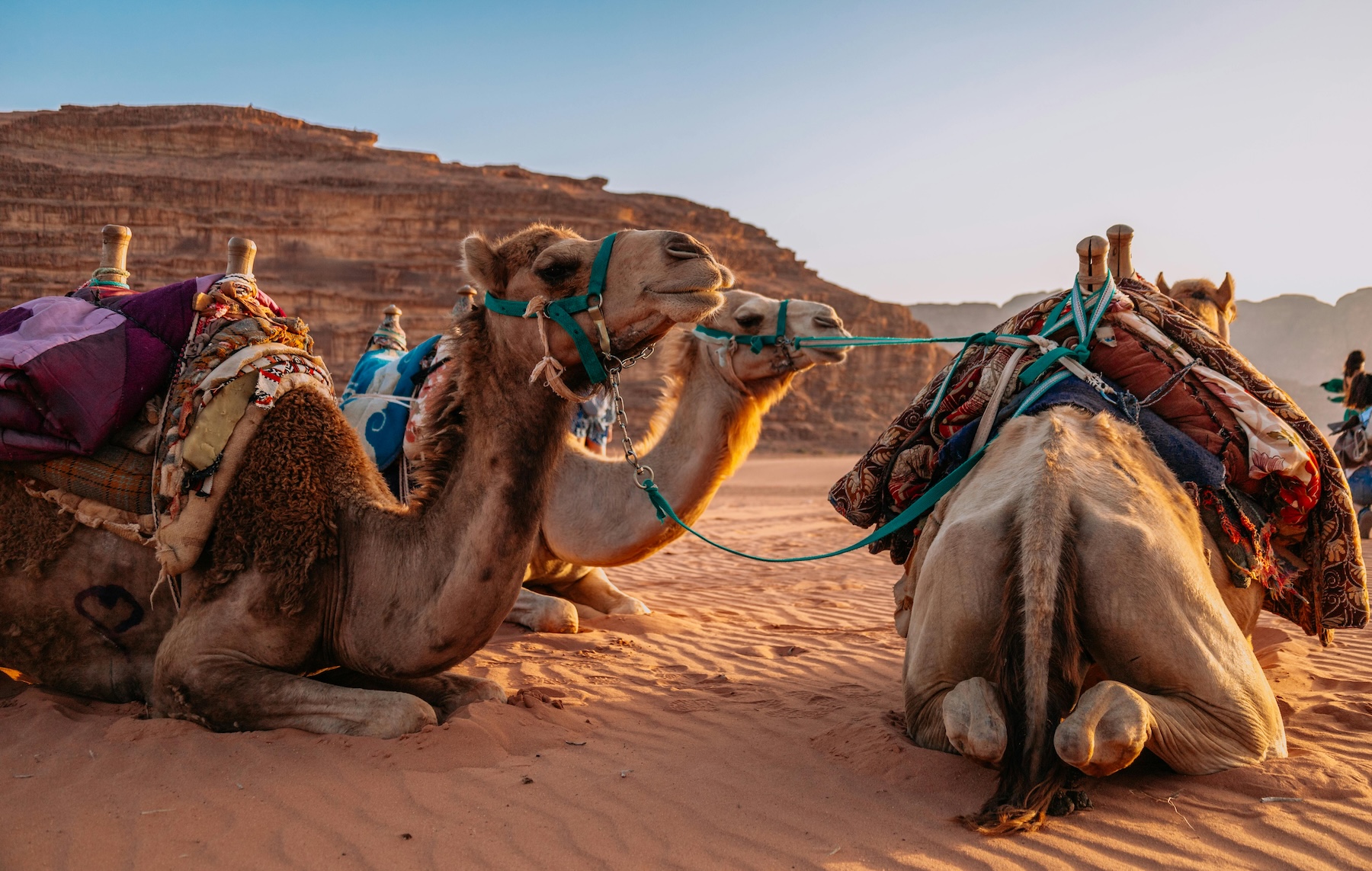 Camellos Jordania